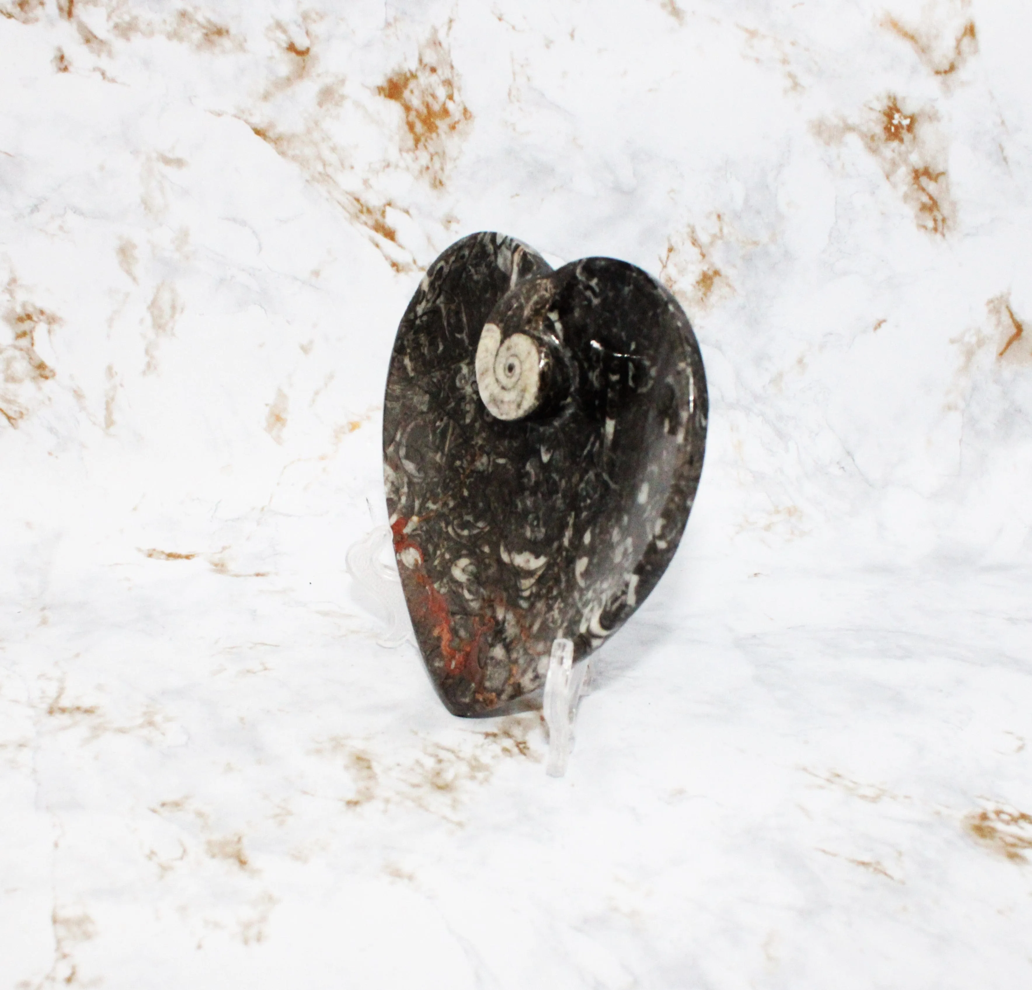 Polished Orthoceras Heart Plate