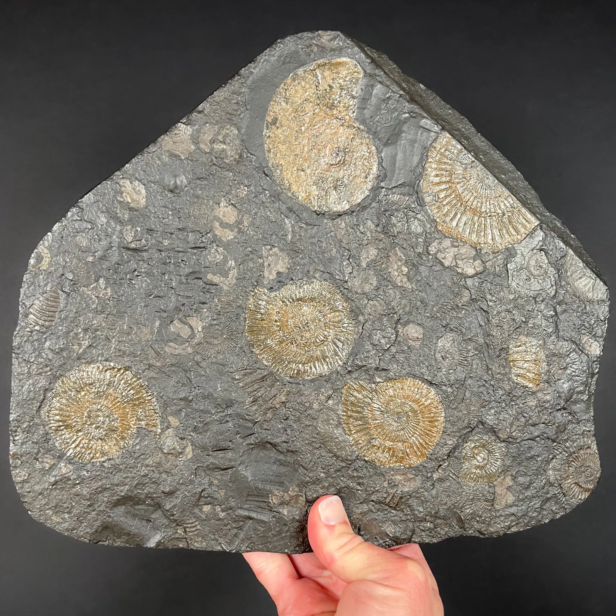 Pyritized Ammonite Fossil Plate Dactylioceras and Harpoceras Sp.