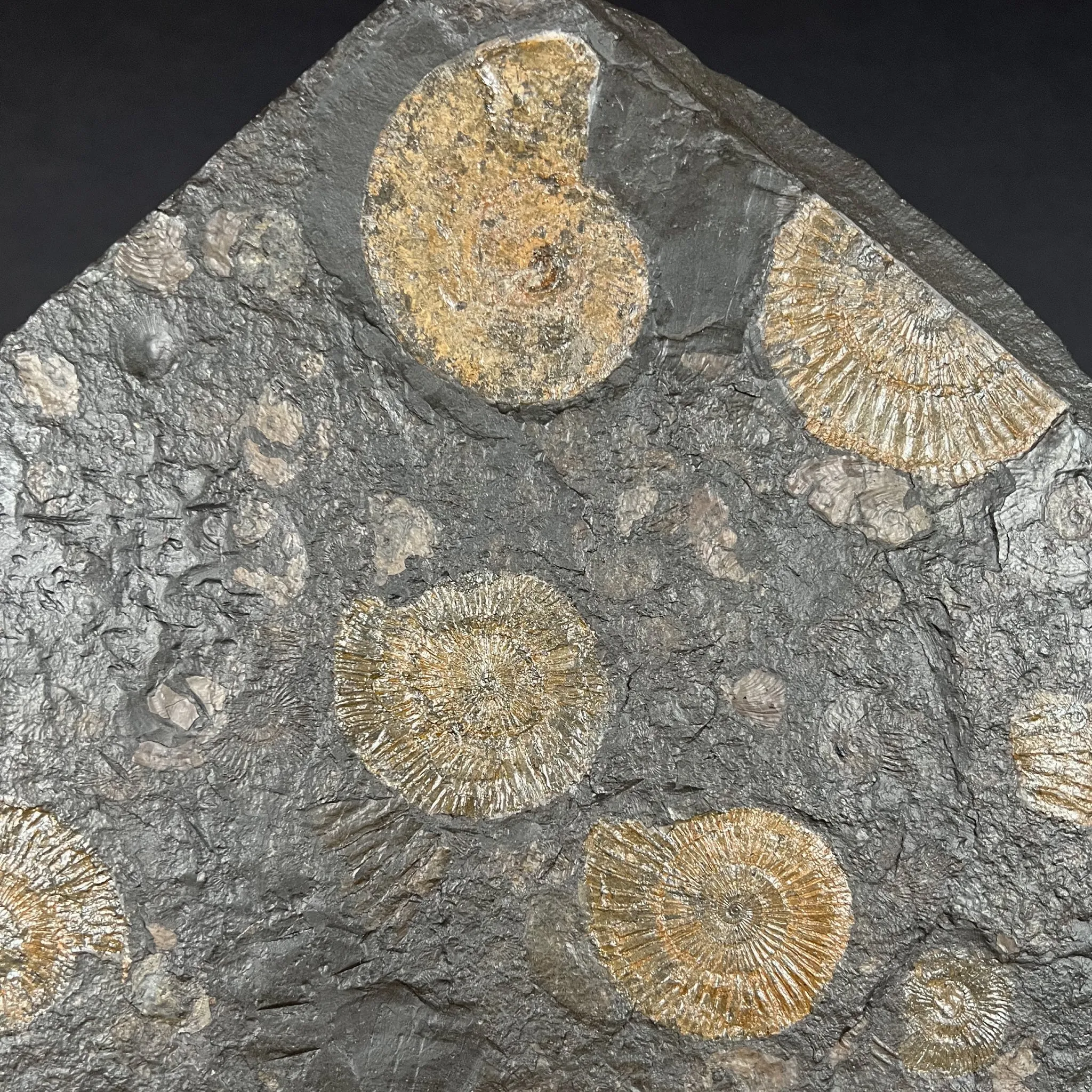 Pyritized Ammonite Fossil Plate Dactylioceras and Harpoceras Sp.