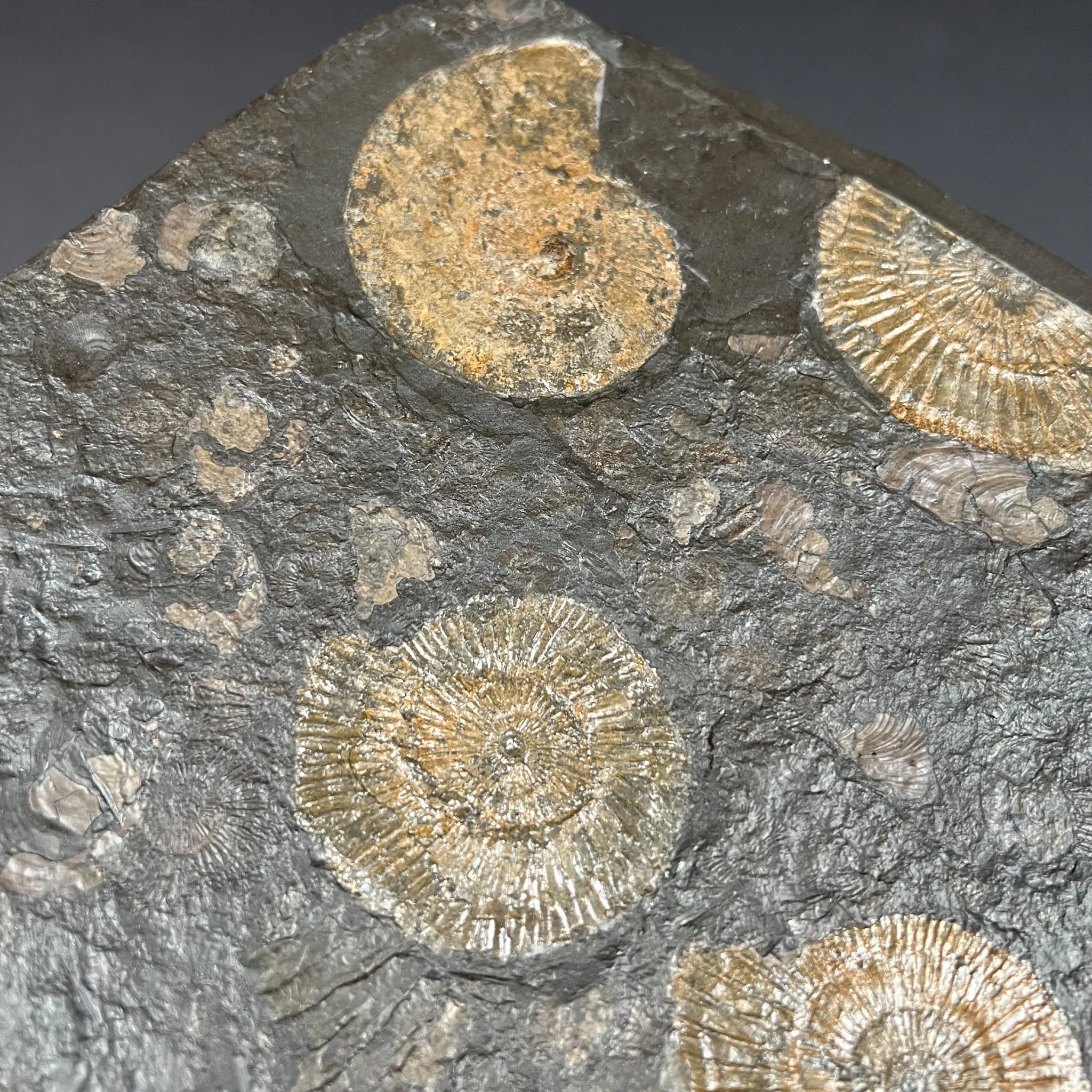 Pyritized Ammonite Fossil Plate Dactylioceras and Harpoceras Sp.